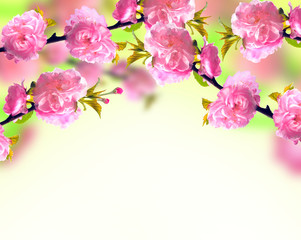 Naklejka na ściany i meble Pink sakura blossom, spring background