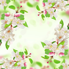 Fototapeta na wymiar spring blossom on nature background