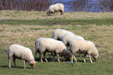 Obraz na płótnie Canvas Sheep are true pasture animals
