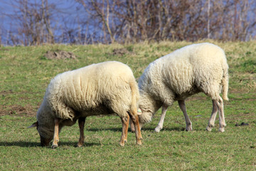 Obraz na płótnie Canvas Sheep (Ovis aries)