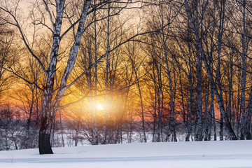 The setting evening sun in the winter grove