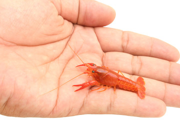 Red Crayfish in hand on isolated