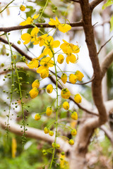 Kanikkonna - Golden shower, Cassia Fistula, bloom in tree. This flower is using by Hindu Vishu festival for Vishu kani and it is also the national flower of Thailand