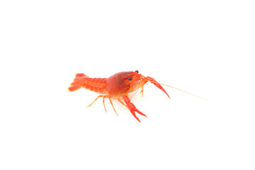 red Crayfish on isolated