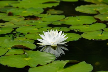 Water lily