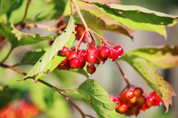 Obraz premium A bunch of viburnum berries 