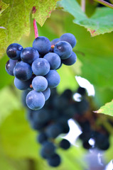 Grapes