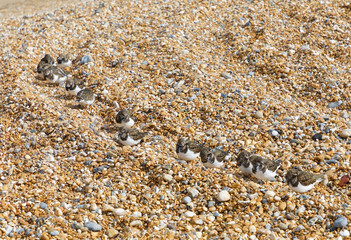 Many cute Semipalmated Sandpiper bird chicks hiding among the beach
