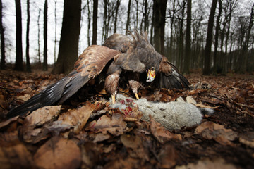 Raubvogel mit Beute im Wald