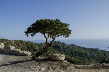 Obraz premium Alone tree