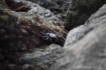 Crab