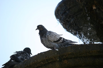 Pigeon