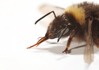 Portrait einer Hummel als Freisteller