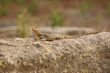 Lizard