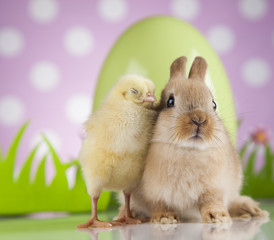 Happy Easter, Chick in bunny