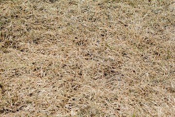 dry grass