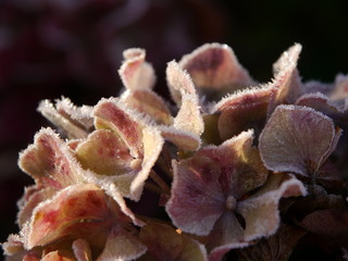 Frosty Hydrangea