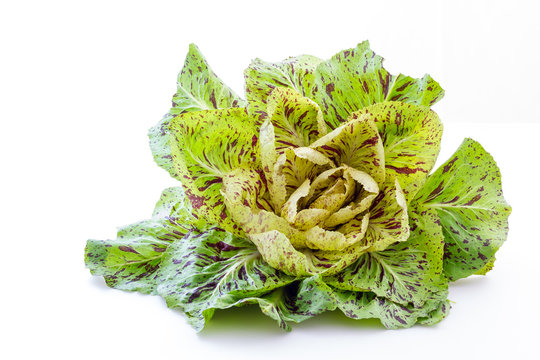 Green Salad On White Background