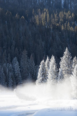 Hoarfrosted trees in Lamar valley, Yellowstone. 