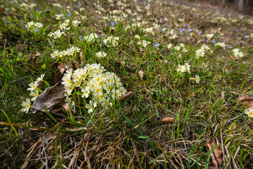 Pink primrose flowers in field