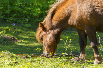 Horse grazing in a meadow with flowers