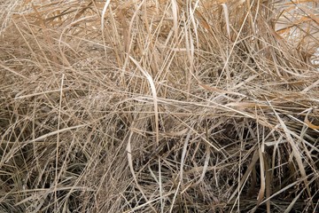 dry grass