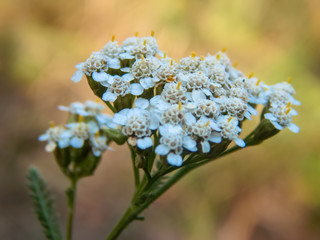 white flowers on a colored background