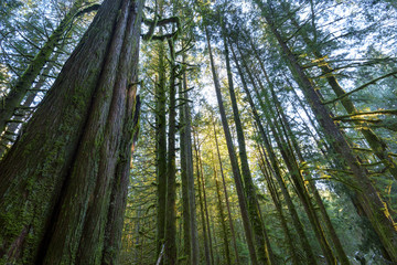 Fototapeta premium North Cascades Washington and British Columbia Landscapes and Waterscapes