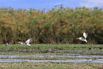 Obraz premium Pélican à Creshent Island