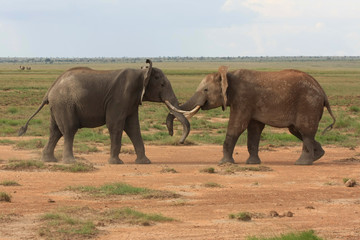 Combat d'elephants