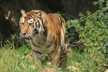 Tigre de Sibérie en captivité