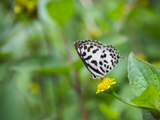 Fototapeta na wymiar beautifull butterfly