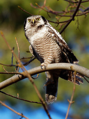 Hawk Owl resting on a branch in the forest - Surnia ulula