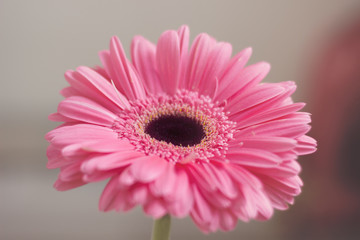 Closeup of gerbera flower in  the summer
