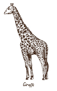 Giraffe standing, with inscription, hand drawn doodle, sketch in pop art style, vector illustration