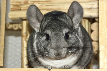 Obraz premium Close-up Chinchilla