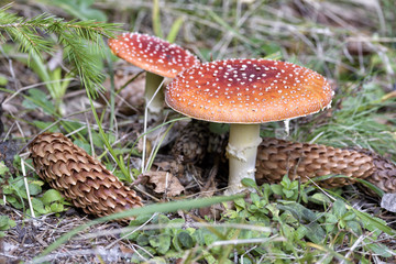 Red Amanita, Poisonous Organism, close up shot