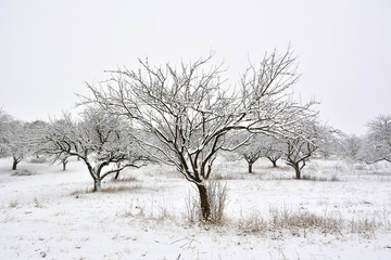 winter trees on snow