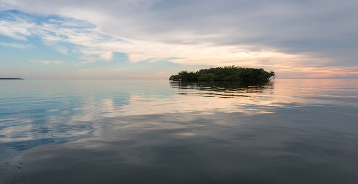 Mangrove Des Everglades