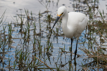 Aigrette