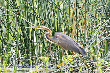 purple heron, Ardea purpurea
