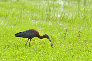 Glossy ibis ( Plegadis falcinellus ) in natural habitat