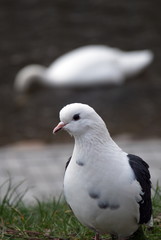 pigeon