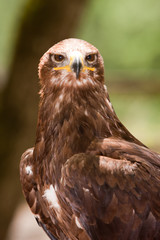 Aigle Ravisseur