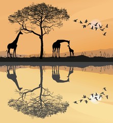 Fototapeta na wymiar Savana with giraffes