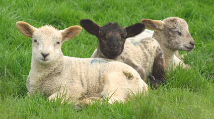 Obraz premium Group of young lambs on a farmland in Devon