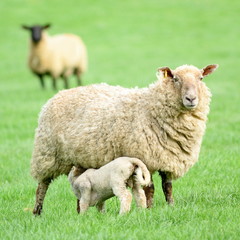 Sheep feeding young lamb on a farm in Devon