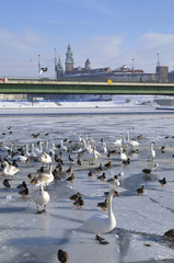 kraków_wawel © marsad