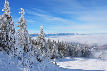 Winter landscape with fir trees forest covered by heavy snow in Postavaru mountain, Poiana Brasov resort, Romania