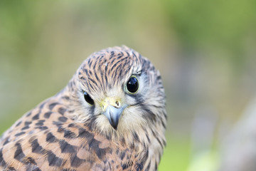 Kestrel, Falco tinnunculus, single female on branch